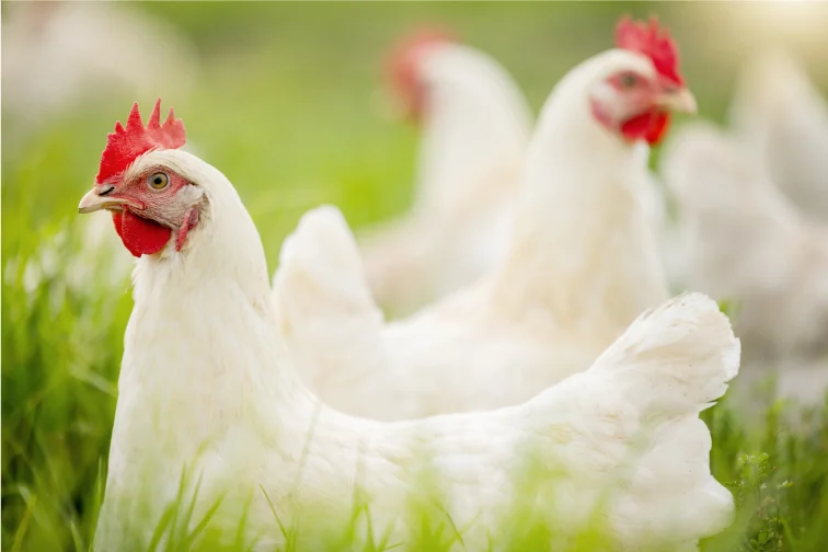 Gallinas reproductoras blancas en un entorno natural